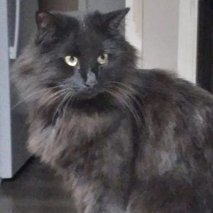 Meet your Posher, Deedee